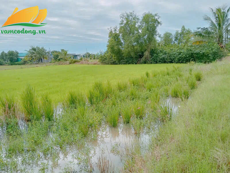 27.346.01 2035m2 đất lúa liền kề dự án Phước Đông Garden